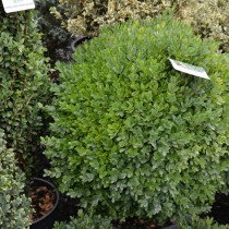 Самшит обыкновенный или вечнозеленый (Buxus sempervirens) Самшит обыкновенный