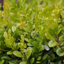Самшит мелколистный (Buxus microphylla) Самшит мелколистный
