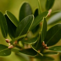Самшит болеарский (Buxus balearica) Самшит болеарский