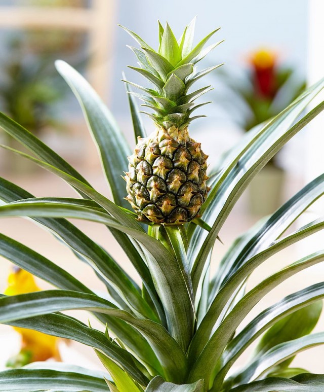 Ананас крупно-хохолковый (Ananas comosus) – единственный вид, который можно выращивать дома Молодой ананас в горшке