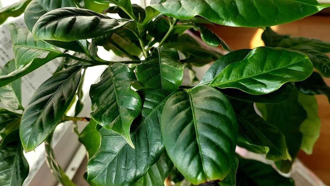 Уход за кофейным деревом на подоконнике