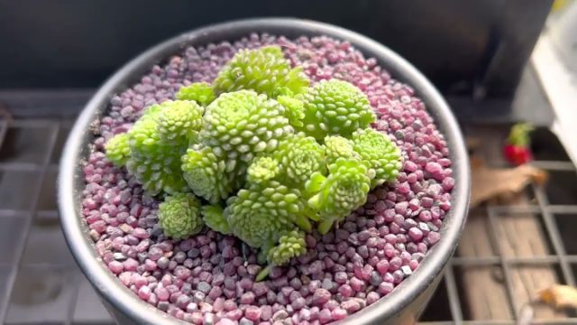 Yorqin quyosh nurida Monanthes