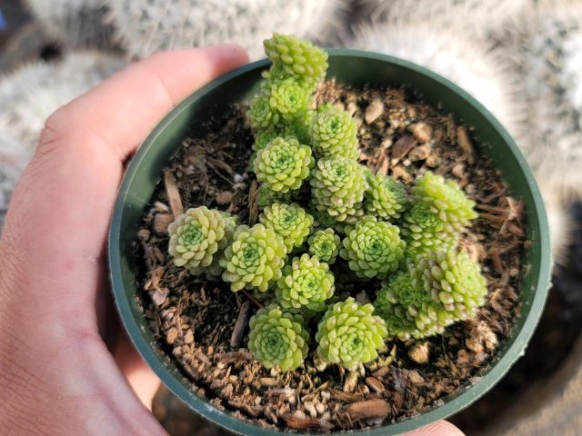 Monanthes qizining ko'payish uchun rozetlari