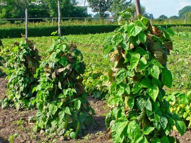 Как вырастить стручковую фасоль на дачном участке