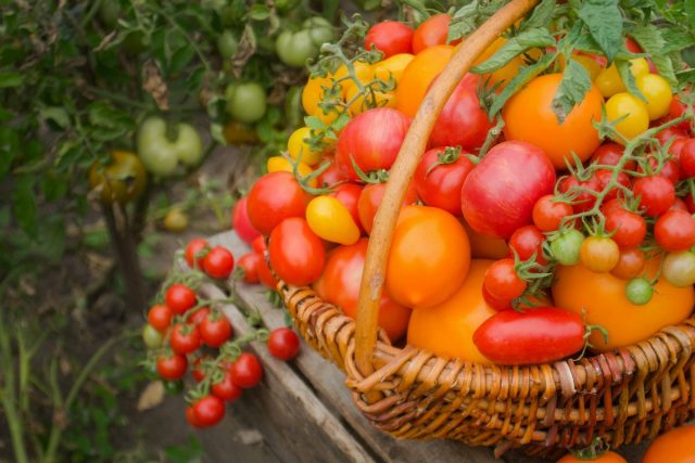 Как вырастить сладкие томаты: секреты агротехники и правильного питания