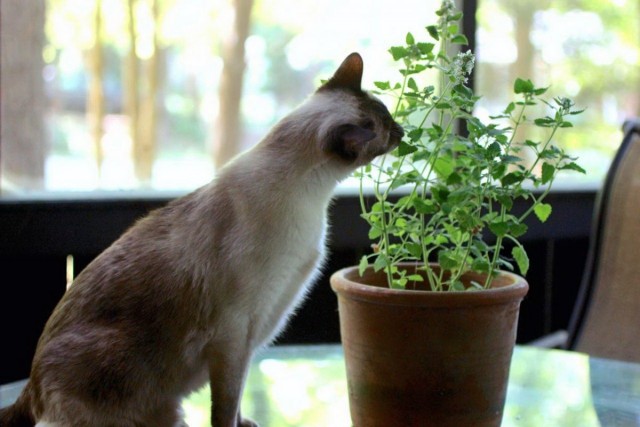 Кошка обкусывает листья комнатного растения
