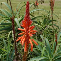 Цветение древовидного алоэ (Aloe arborescens) Цветение древовидного алоэ