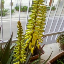 Цветение алоэ вера (Aloe vera) Цветение алоэ вера