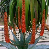 Цветение устрашающего алоэ (Aloe ferox) Цветение устрашающего алоэ