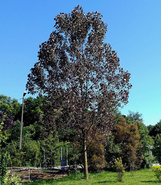 Тополь дельтовмдный (Populus deltoides), сорт «Пурпл Тауэр