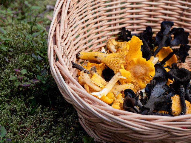 Виды лисичек и их отличия от ложных и похожих грибов
