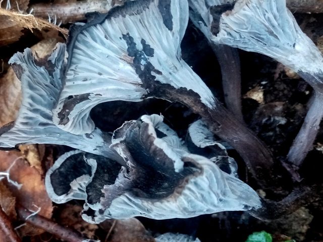 Лисичка серая (Cantharellus cinereus) — изнанка