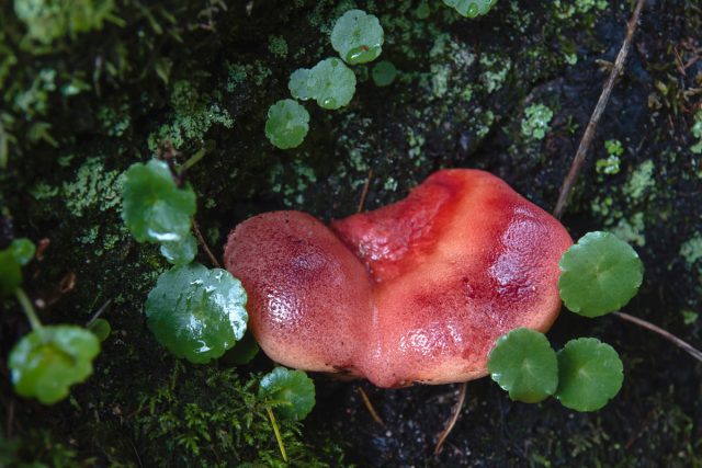 Печёночница обыкновенная (Fistulina hepatica)