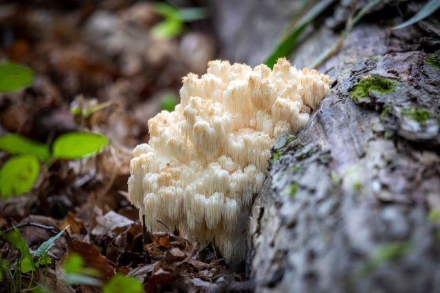 Ежовик гребёнчатый (Hericium erinaceus)