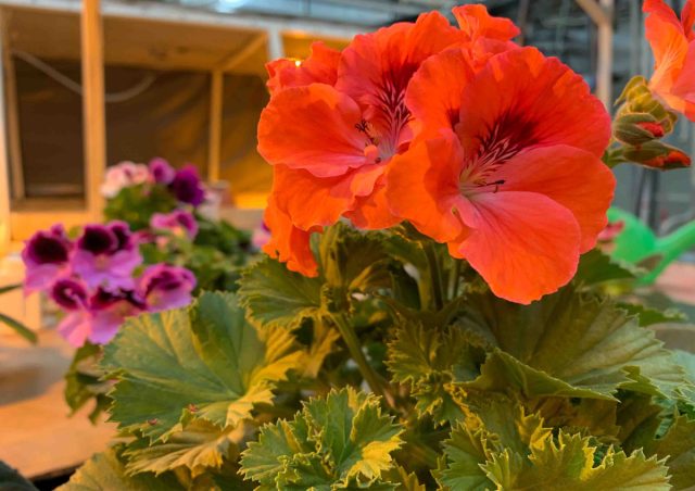 Yozda qirollik pelargoniumi ochiq yerda o'sganda, kuzda shira, oq pashsha, o'rgimchak oqadilar va nematodalar uyga kirishi mumkin. Pelargonium barglarida oq pashsha