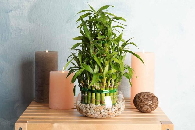 Драцена Сандериана (Dracaena sanderiana), она же бамбук счастья, получила свое имя неспроста