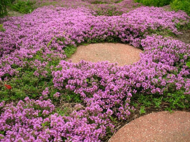 Тимьян ползучий (чабрец) (Thymus serpyllum L.)