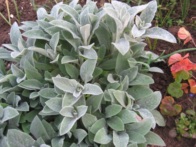 Чистец шерстистый (Stachys lanata Jacq.)