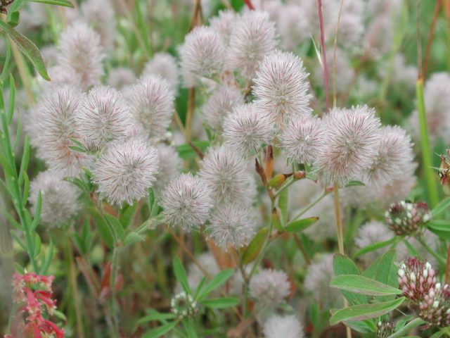 Клевер пашенный, или кошачий (Trifolium arvense) - прямостоячее однолетнее растение с раскидистыми побегами 10-30 см в высоту. Клевер пашенный