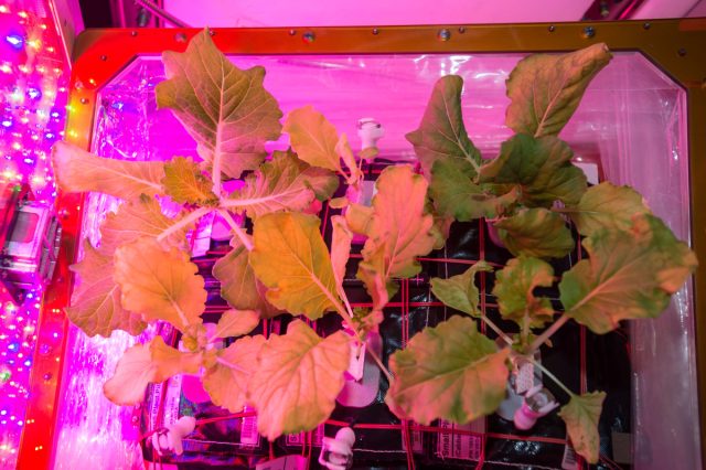 На МКС расположен экспериментальный космический сад Veggie, где устроили компактную систему выращивания овощей и фруктов. Компактная установка Veggie для выращивания растений в условиях невесомости