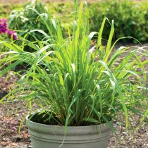 Цимбопогон (Cymbopogon)
