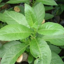 Гинура распростёртую (Gynura Procumbens)