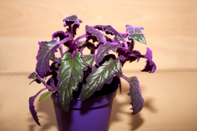 Гинура оранжевая (Gynura aurantiaca)