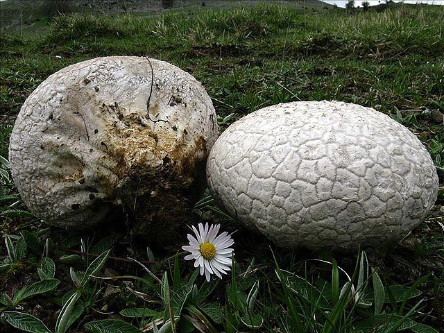 Головач мешковатый, или пузыревидный (Calvatia utriformis)