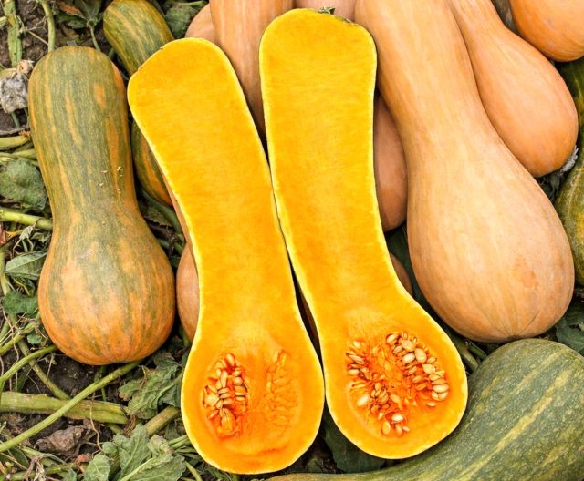 Muskat Pearl - mo''tadil iqlim sharoitida yaxshi pishadigan ishonchli mahalliy nav. 3-5 kg mevalar nozik hidga ega va ko'p qirrali. Ularning 7-8% shakar miqdori ularni shirinliklar va bolalar ovqatlari uchun ajoyib asosga aylantiradi. Muskat Pearl - mo''tadil iqlim sharoitida yaxshi pishadigan ishonchli mahalliy nav. 3-5 kg mevalar nozik hidga ega va ko'p qirrali. Ularning 7-8% shakar miqdori ularni shirinliklar va bolalar ovqatlari uchun ajoyib asosga aylantiradi.