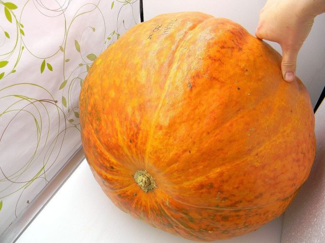 Titan navi rekordchilar uchun haqiqiy gigant bo'lib, 50 kg gacha vazn o'stirishga qodir. Hajmiga qaramay, go'shti yoqimli ta'mga ega. Katta oila uchun ko'p miqdorda sharbat, pyuresi yoki katta hajmdagi muzlatish uchun ajoyib tanlov. Titan navi rekordchilar uchun haqiqiy gigant bo'lib, 50 kg gacha vazn o'stirishga qodir. Hajmiga qaramay, go'shti yoqimli ta'mga ega. Katta oila uchun ko'p miqdorda sharbat, pyuresi yoki katta hajmdagi muzlatish uchun ajoyib tanlov.