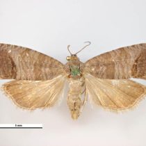 Яблонная плодожорка (Laspeyresia pomonella)