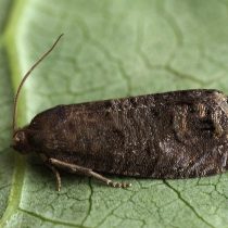 Грушевая плодожорка (Laspeyresia pyrivora)