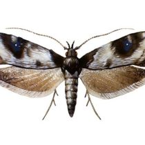 Персиковая плодожорка, или карпосина плодовая (Carposina niponensis)