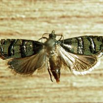 Желудевая плодожорка (Laspeyresia splendana)