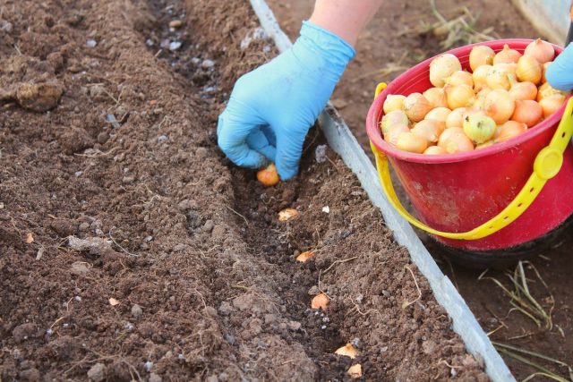 Посадка лука под зиму: выбор сортов и сроки для получения урожая