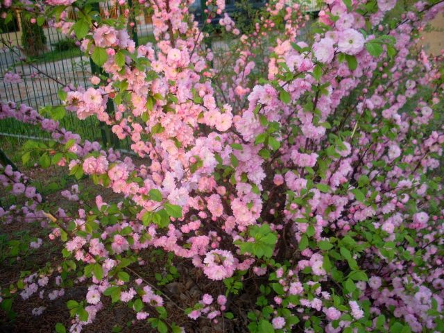 Миндаль трехлопастный (Prunus triloba)