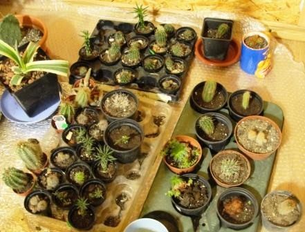 Контейнер с молодыми кактусами