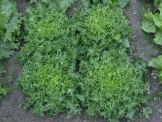 Фризе (Cichorium endivia var. crispum)