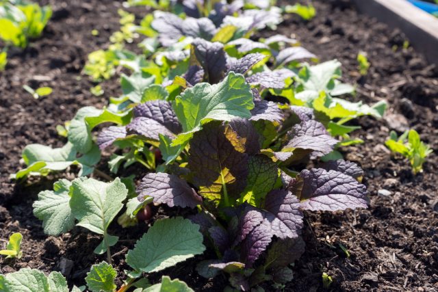 Листовая, или салатная горчица (Brassica juncea)