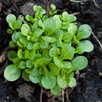 Маш-салат, или валерианелла (Valerianella) 