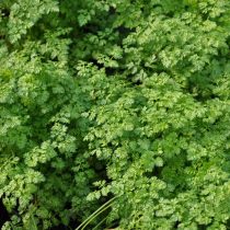 Кервель (Anthriscus cerefolium)