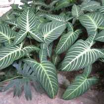 Каладиум Линдена (Caladium lindenii) Каладиум Линдена с белыми прожилками