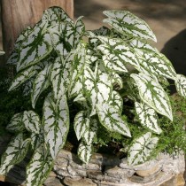 Каладиум Гумбольдта (Caladium humboldtii) Компактный каладиум Гумбольдта