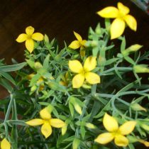 Kalanchoe dissecta гүлдері кішкентай, түтікшелі, ашық сары немесе қызғылт сары түсті (олар пішіні бойынша қоңырауларға ұқсайды). Каланхоэ таужынының ашық сары түтікшелі гүлдері