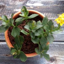 Каланхоэ бұғысының әрбір гүлінде төрт жапырақша бар, олар жеке орналасқан. Гүл тәжінің ұзындығы 1,5 сантиметрге дейін, ал гүлінің диаметрі шамамен 2 сантиметр. Жапырақшалары ланцет тәрізді, ал гүлінде сегіз аталықшығы бар. Каланхоэ бұғысының мүйіздерінің макрофотосуретке түсірілуі