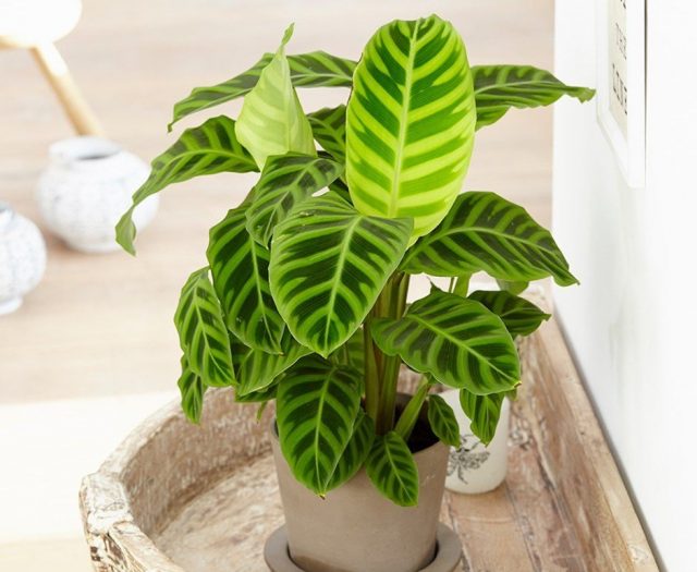Чаще всего в комнатах выращивают калатею полосатую (Calathea zebrina) Калатея полосатая в интерьере при правильном освещении