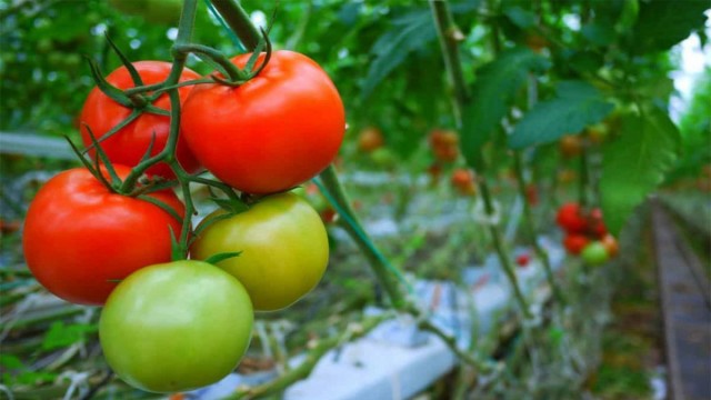 Календарь ухода за томатами по месяцам при высадке рассады в мае