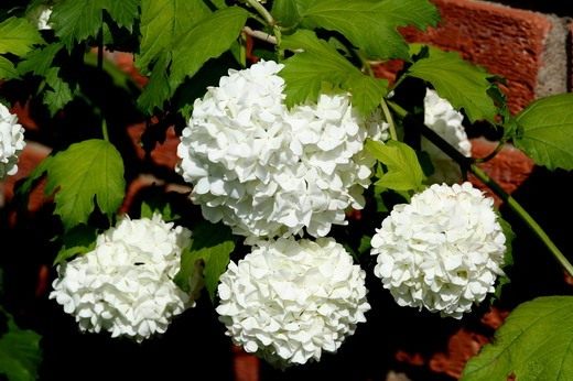 Листва и плоды калины в саду