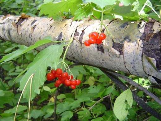 Куст калины в осеннем саду