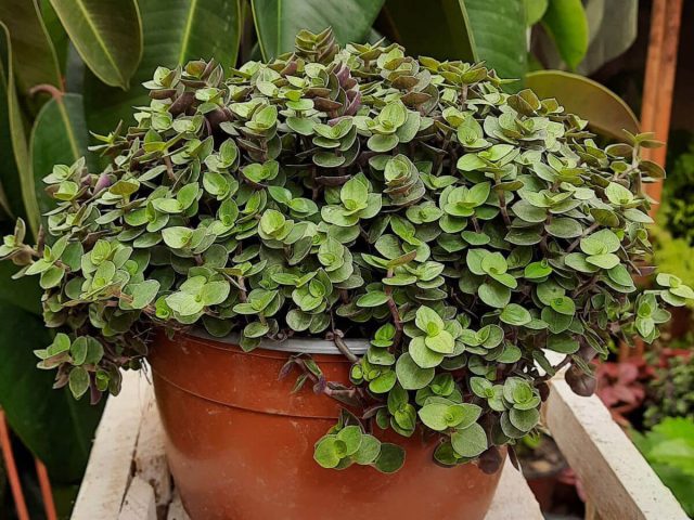 Каллизия ползучая (Callisia repens) Каллизия ползучая в горшке